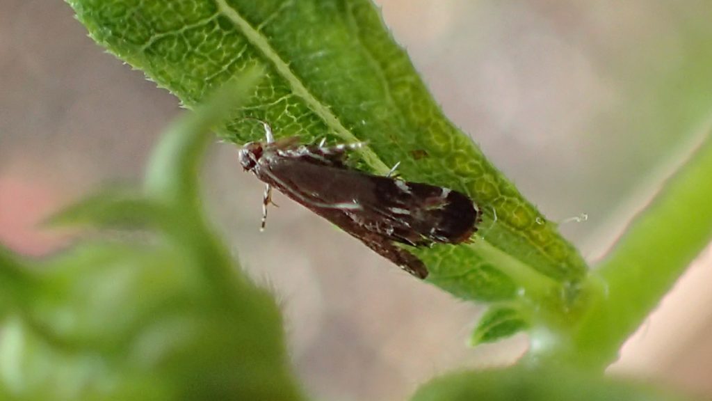 Bug #156: Possibly a moth?