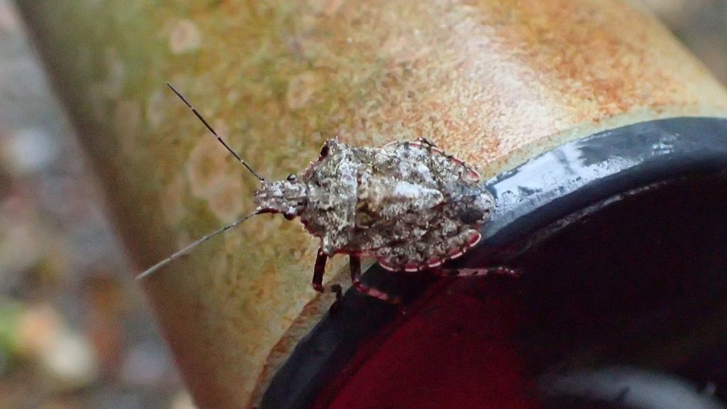 Bug #159- Rough stinkbug (Brochymena quadripustulata)