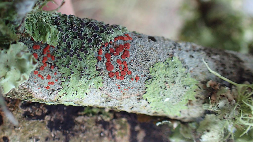 Branch covered in green lichen, and red growth (a fungus? Another lichen?)
