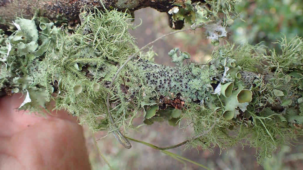 Branch covered in a variety of bright green lichen.