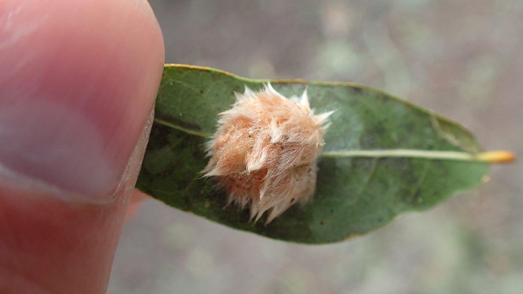 Fuzzy pink caterpillar under oak leaf- Likely a puss moth caterpillar, aka Southern flannel moth (Megalopyge opercularis)