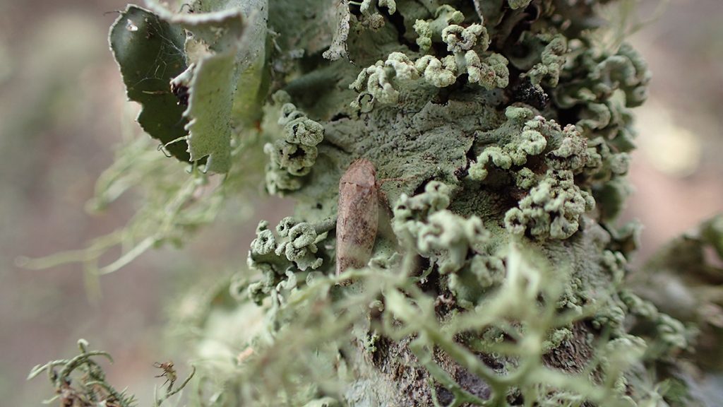 Leafhopper hiding in lichen.