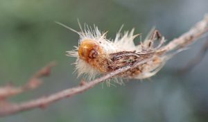 Fuzzy caterpillar- dead, or a molted skin.