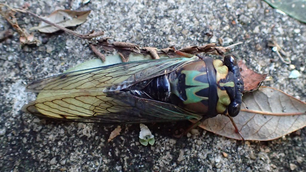 Annual cicada on pavement.