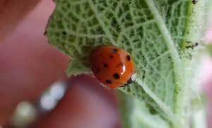 Ladybug under a leaf.