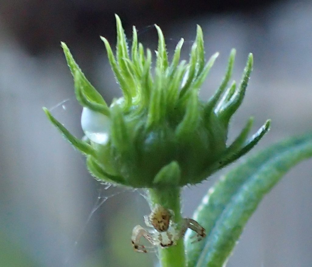 Spider crab on what I think is a sunflower bud, which has spittlebug spittle on it.