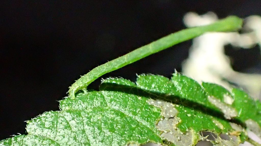 An inchworm on a lantana leaf.