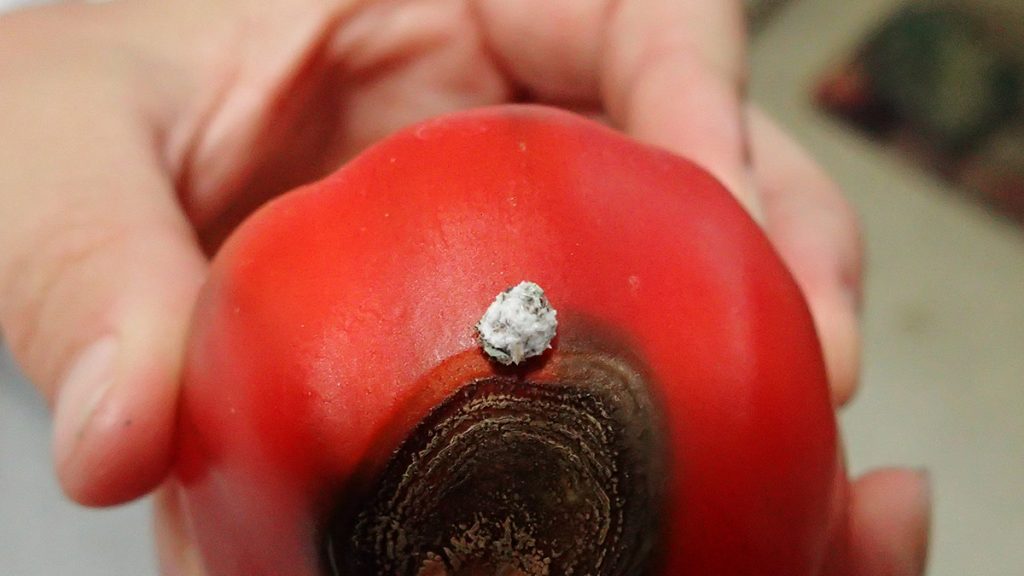 Woolly aphid, seemingly leaving a dark ring as it travels around a black patch of a red bell pepper.