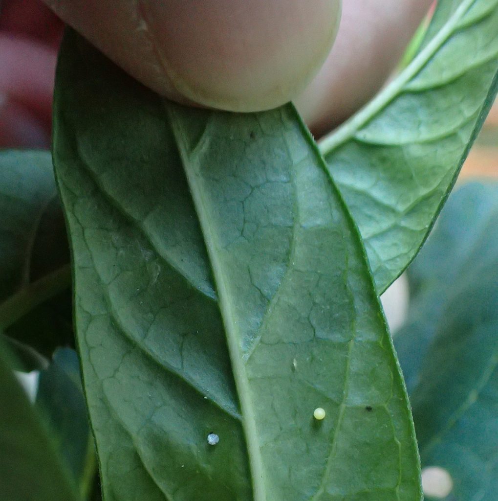 Two monarch eggs under a milkweed leaf.