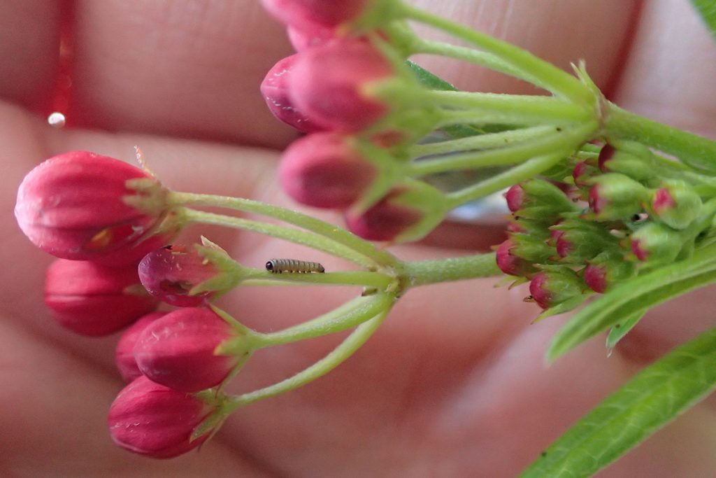 First instar monarch caterpillar hides among the flowers of a tropical milkweed (Asclepias curassavica) flowers.