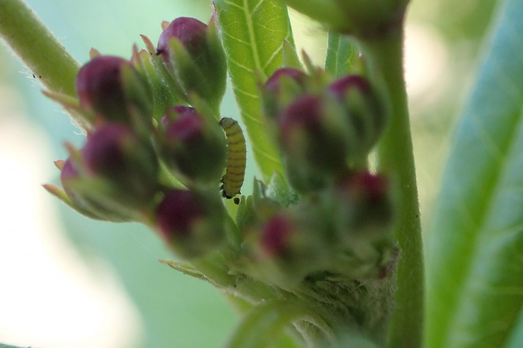 First instar monarch caterpillar hides among the flowers of a tropical milkweed (Asclepias curassavica) flowers.
