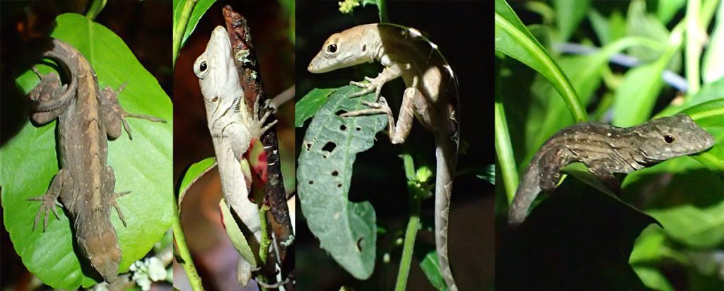 Four images of anole lizards, at night.