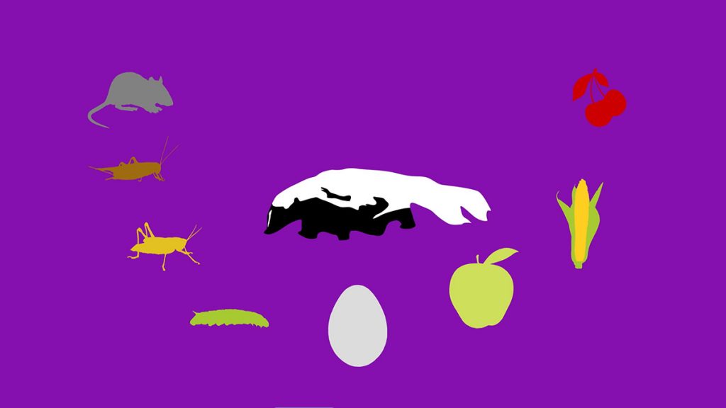 A graphic depicting a striped skunk and some of the foods it eats- mice, crickets, grasshoppers, caterpillars, eggs, apples, corn, and cherries.