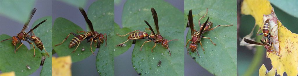 A series of images depicting a wasp searching a bean leaf.