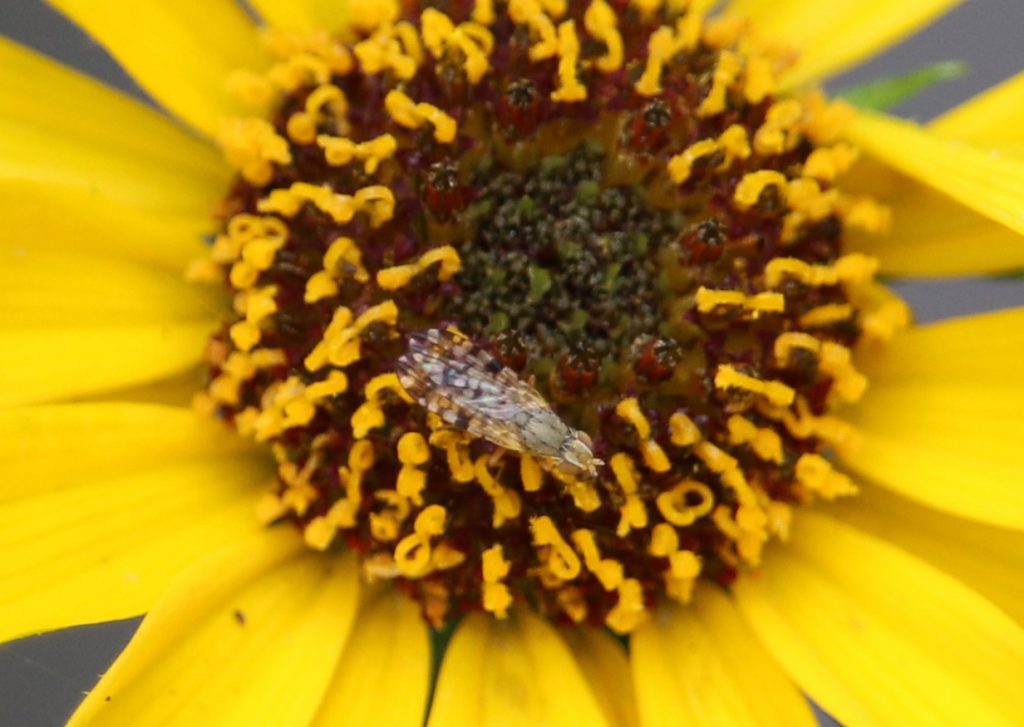 Insect on the stamens of a narrowleaf sunflower.