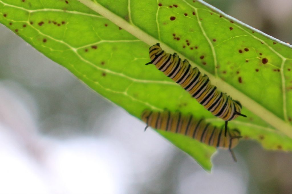 Two third instar caterpillars under a milkweed leaf.