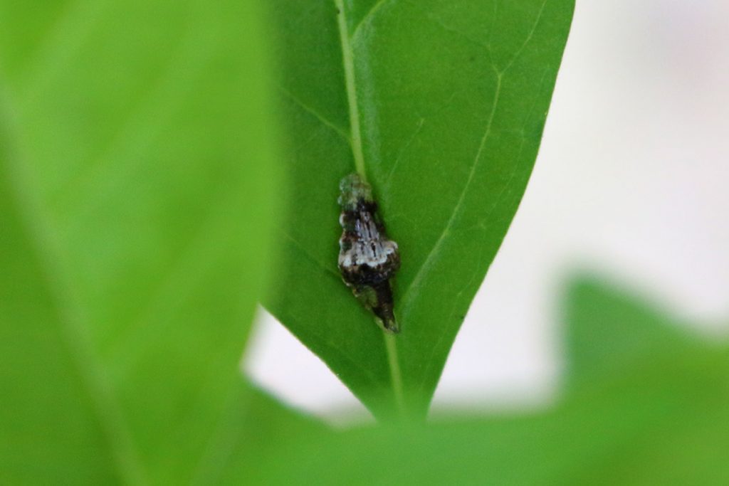 Syrphid larva under milkweed leaf.