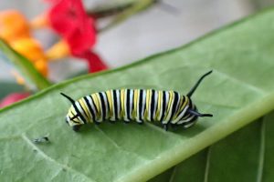 Fourth instar monarch caterpillar.