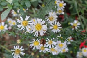 An aster with multiple blooms, my guess is Simmonds' aster, growing wild in my yard.