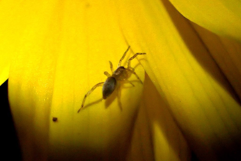 Small spider on narrowleaf sunflower petal.