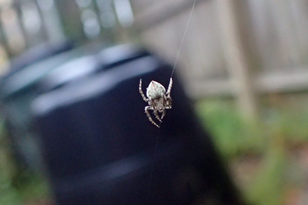 Spider suspended in midair.
