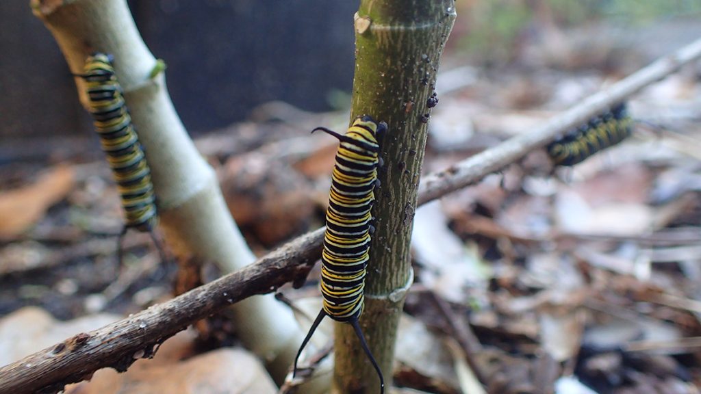 Multiple 4th instar monarch caterpillars at the bottom of milkweed stalks.