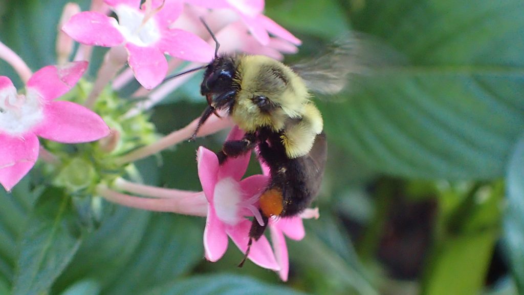 Bumblebee on pentas flower, storing pollen on rear legs.