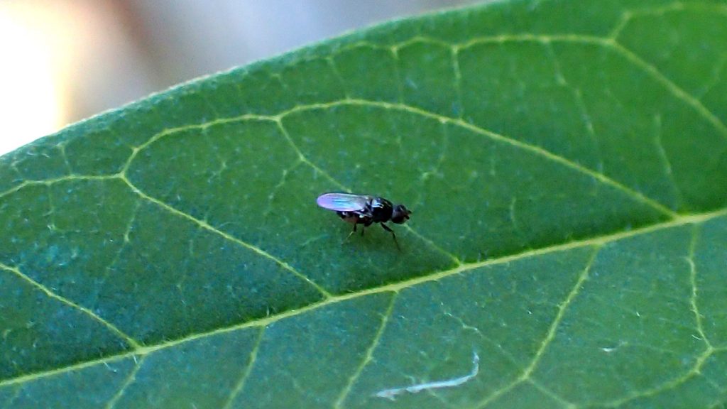 Small fly on milkweed leaf.