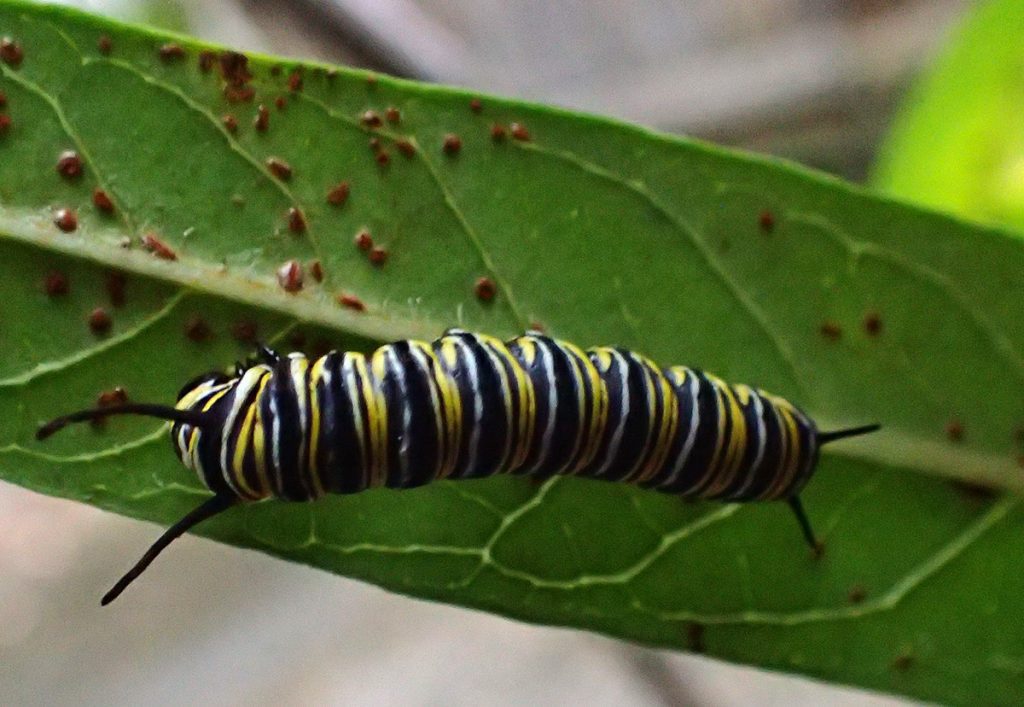 Fifth instar monarch caterpillar under a milkweed leaf.