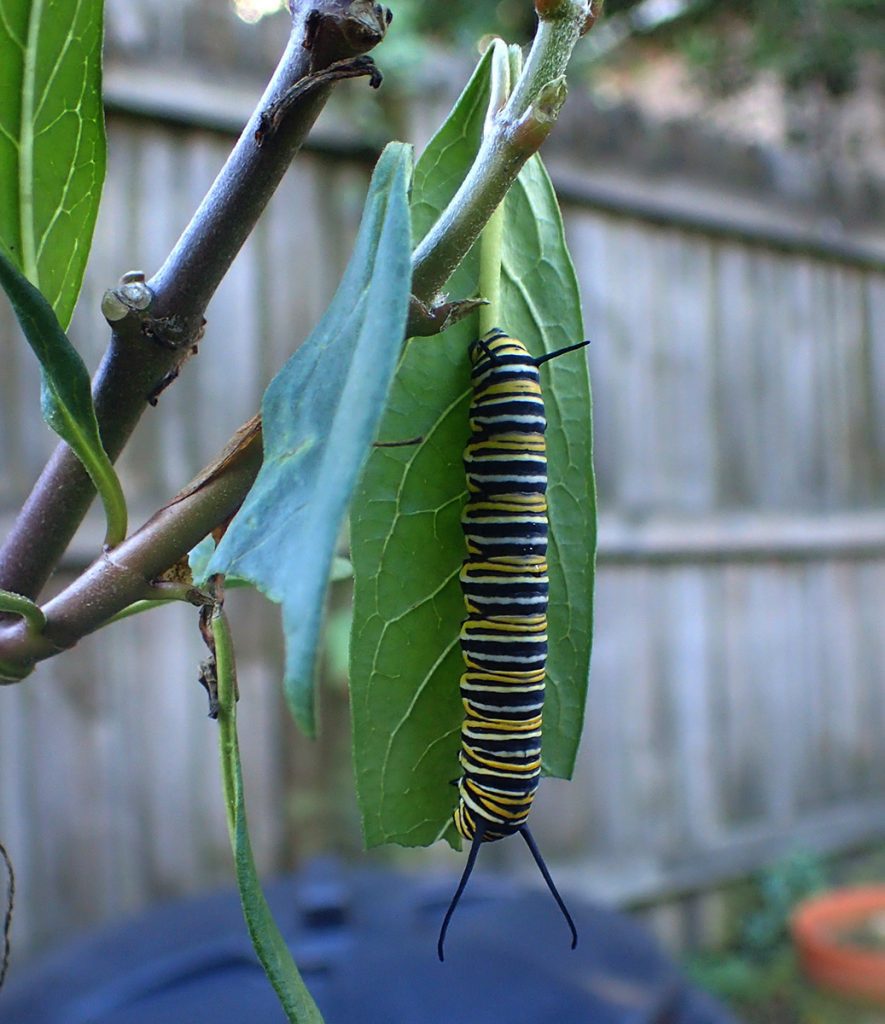 Monarch caterpillar, having chewed the base of a leaf to break it, allowing it to graze vertically.