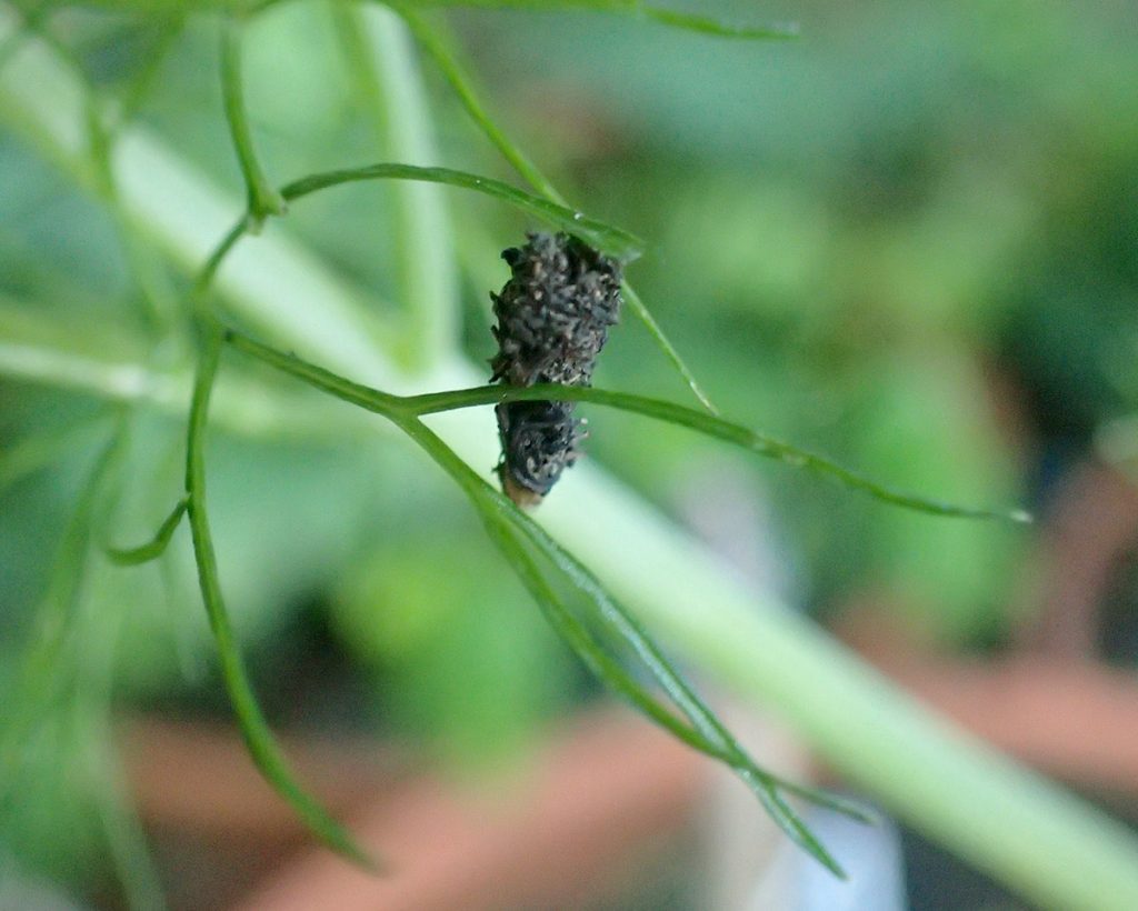 Bagworm moth caterpillar in fennel.