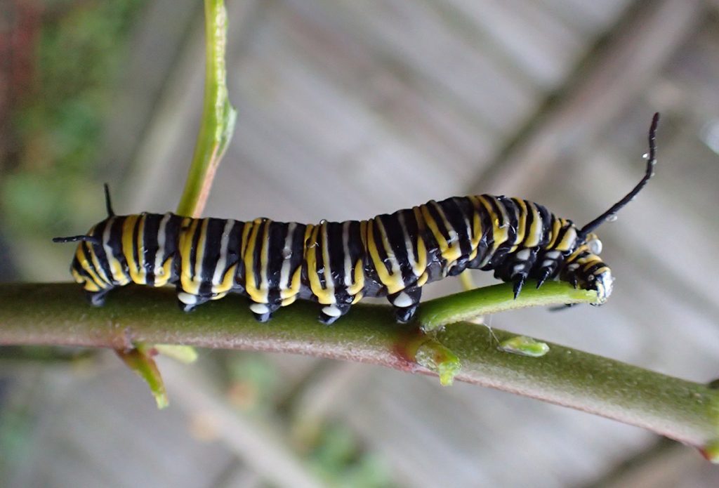 Fifth instar monarch caterpillar on a bare milkweed plant.