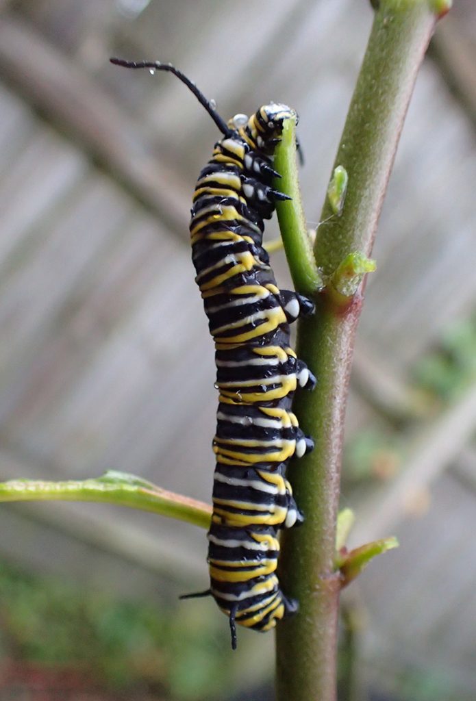 Fifth instar monarch caterpillar on a bare milkweed plant.