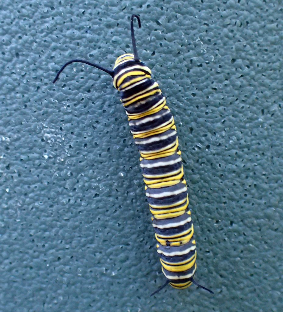 Monarch caterpillar (fifth instar) on a plastic recycling bin.