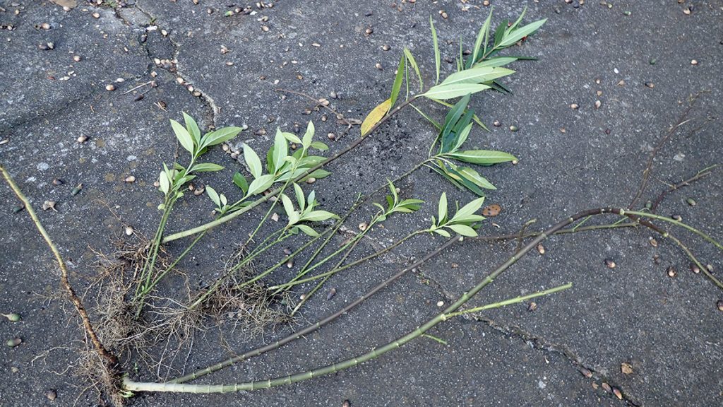 Tropical milkweed plants, uprooted.