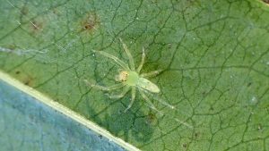 Small green spider under a leaf.