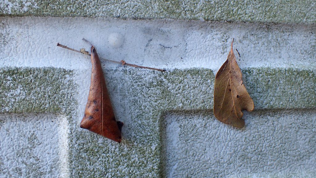 Leaves attached to a shed by thin webbing.