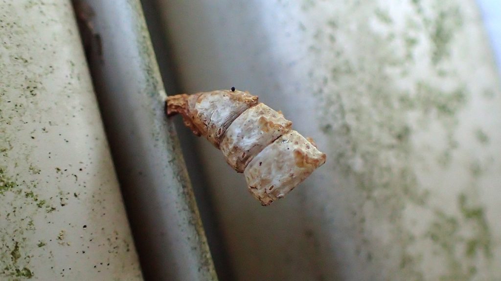 Little bit of molted insect carapace, attached to shed.