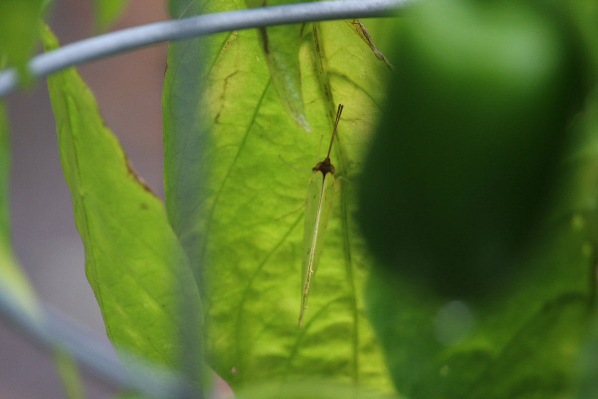 Yellow sulphur hiding under a pepper plant leaf.