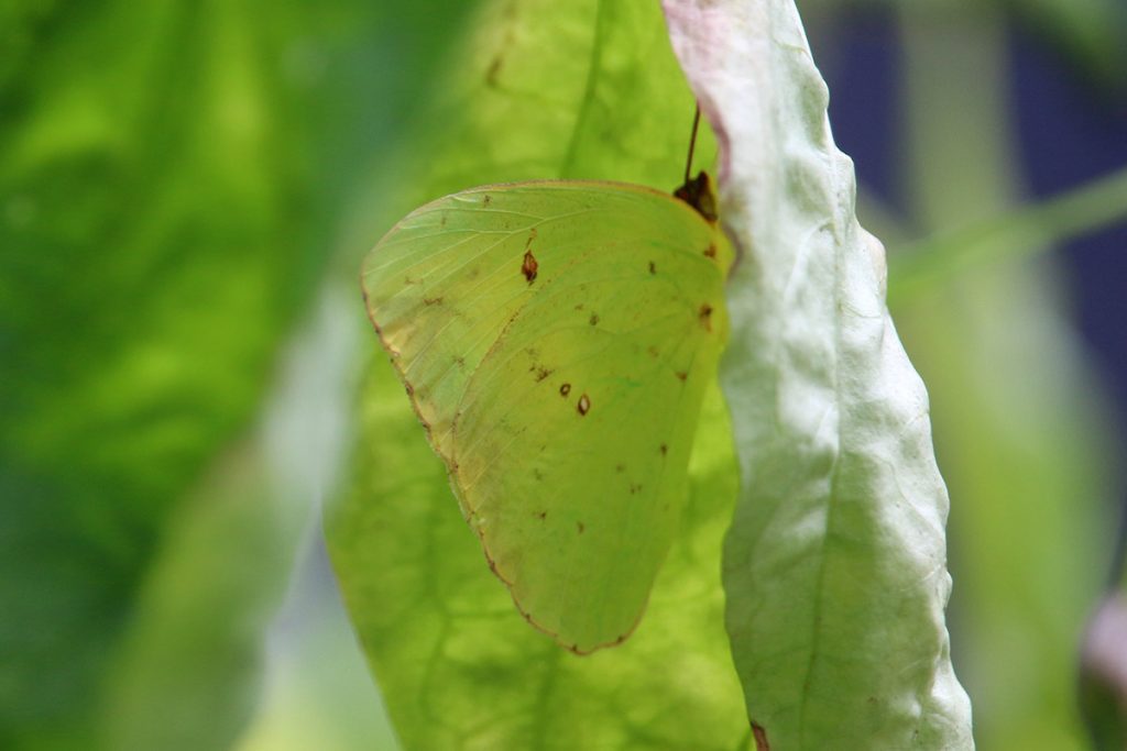 Yellow sulphur butterfly under a leaf.