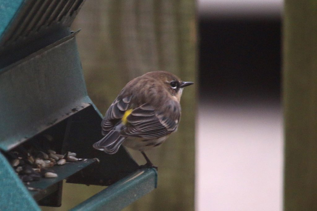 Yellow-rumped warbler on a bird feeder.