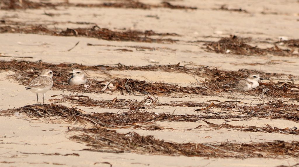 Snowy plovers in seagrass wrack.