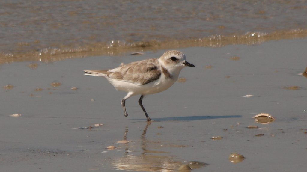 One footed snowy plover.