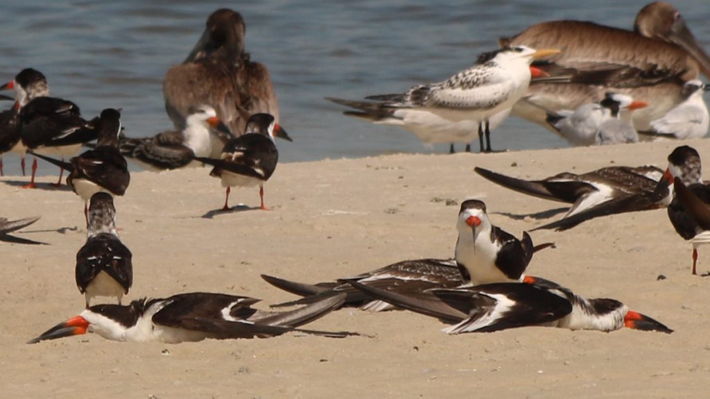 Black skimmers flattening themselves out.