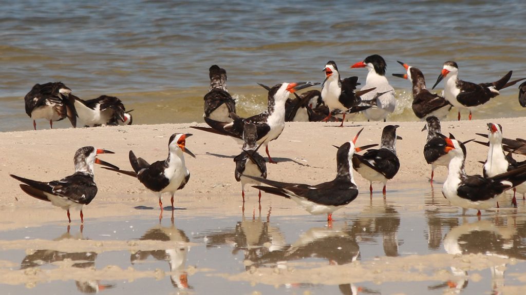 Black skimmers and other shorebirds at Alligator Point.