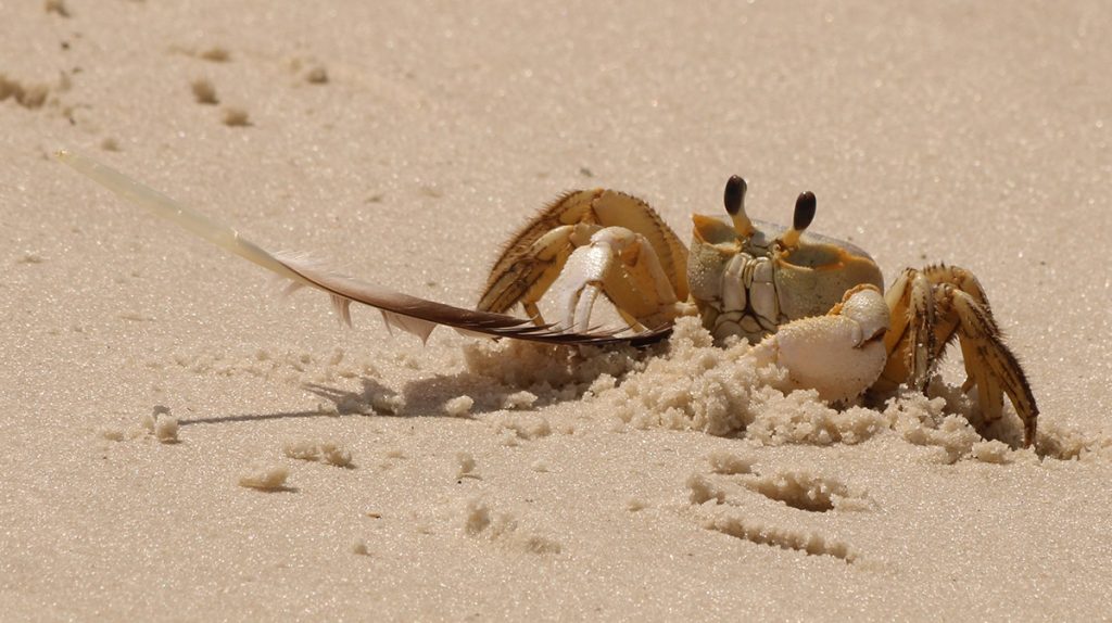 Ghost crab with gull feather.