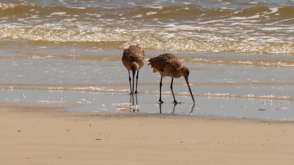 Marbled godwits forage the tidal zone.