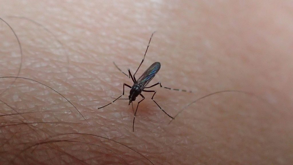 Mosquito biting human flash.