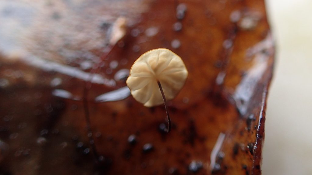 Small mushroom on a brown leaf.