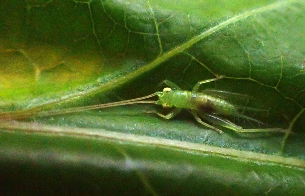 Green translucent bug under a leaf.